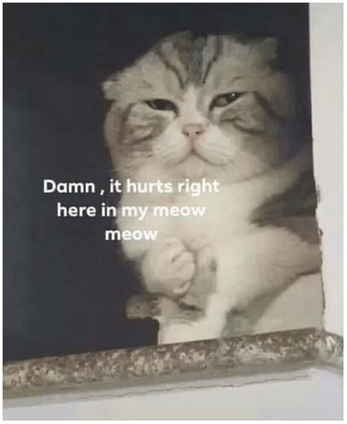 Cat says: Damn, it hurts right here in my meow meow