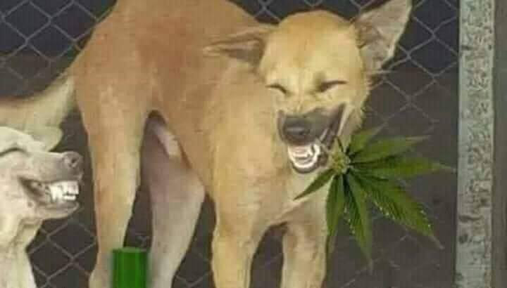 2 dogs are getting high with cannabis leaf
