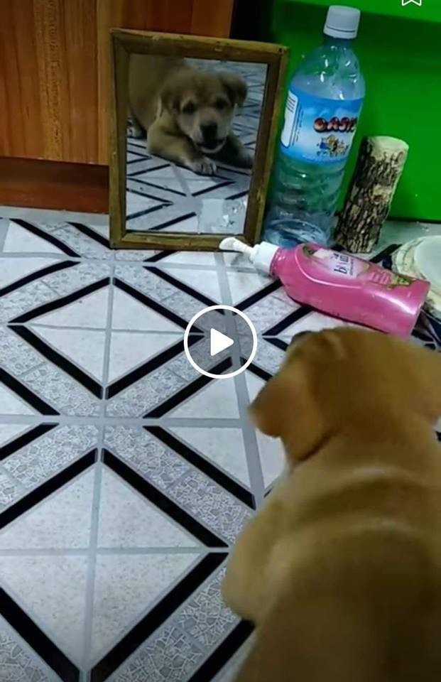 How to fool a dog video clip meme (2)