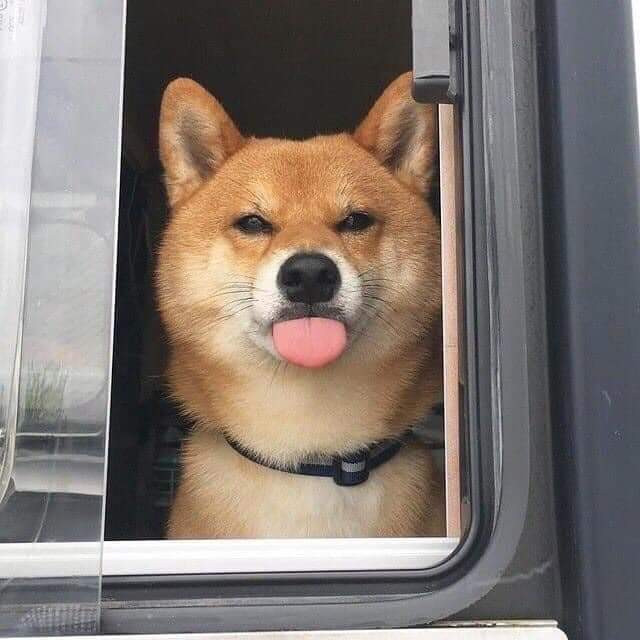 Dog with its tongue out meme