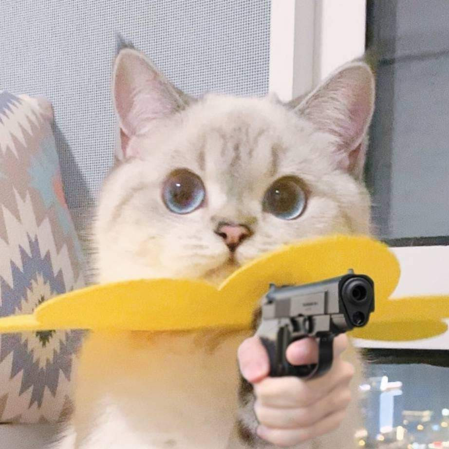 Cute cat holding a gun - Cat meme - Meme