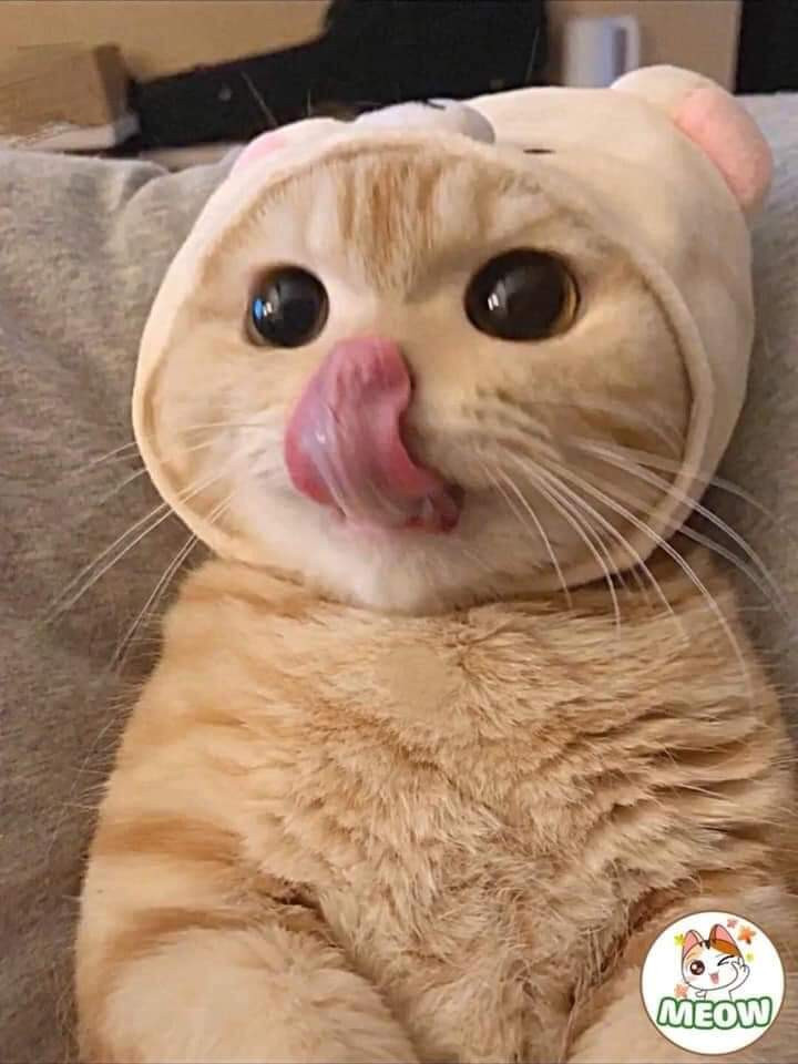 Cute cat licking nose