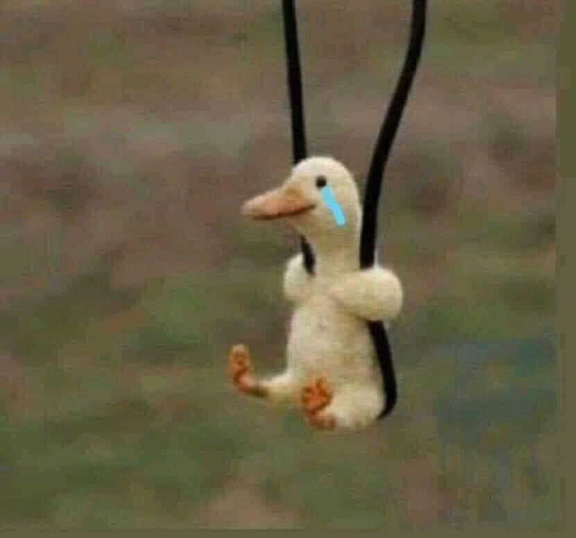 Crying duckling hanging on rope
