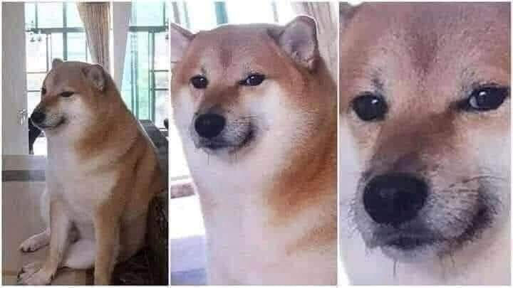 Close up dog thinking meme with 3 frames