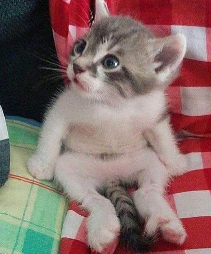 Worried cat meme - worried kitten sitting