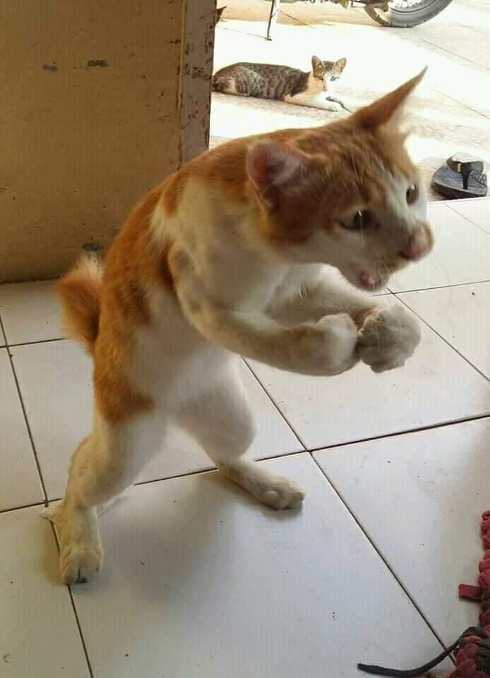 This cat is ready to fight - fighting cat meme
