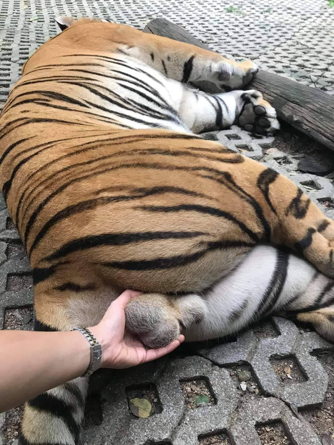 Touching tiger's balls - dangerous