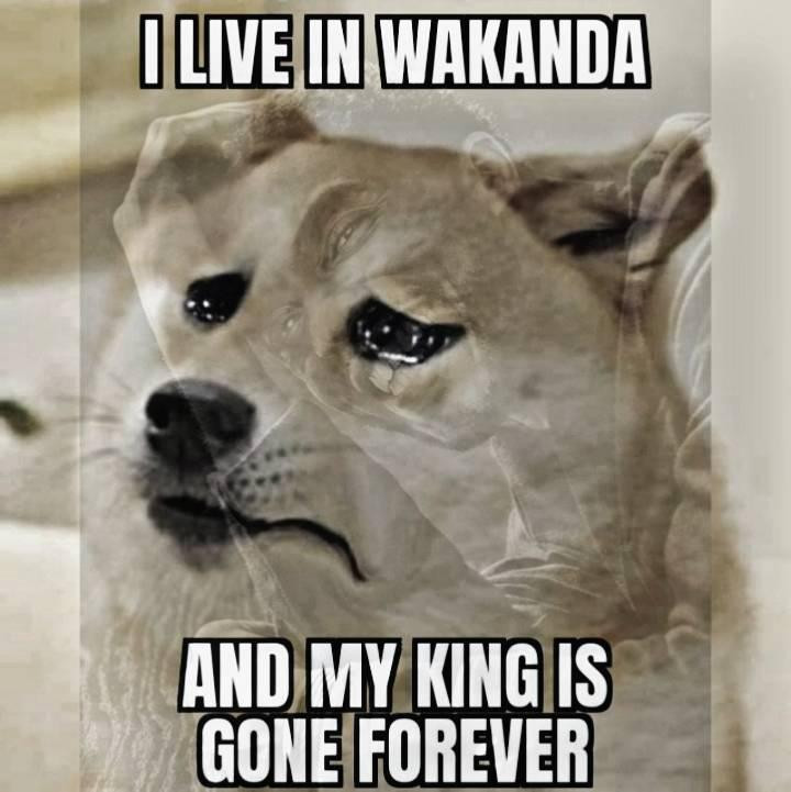 Wakanda Forever meme - I live in Wakanda and my king is gone forever
