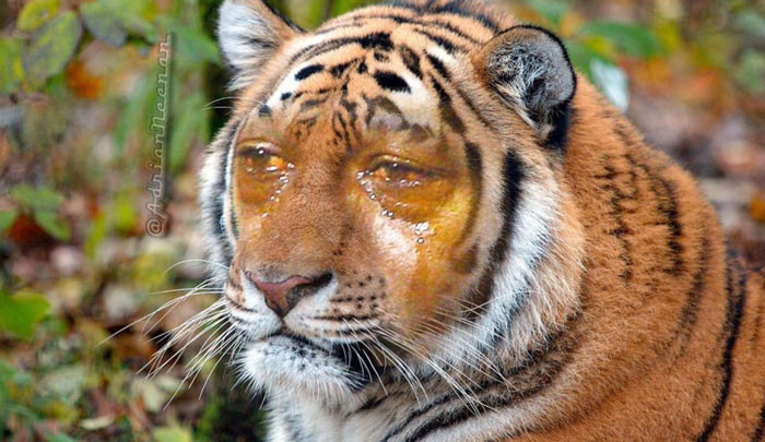 Michael Jordan tiger face crying meme