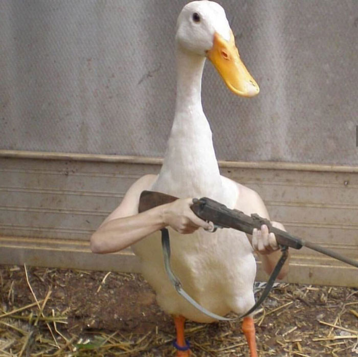 Duck with gun meme