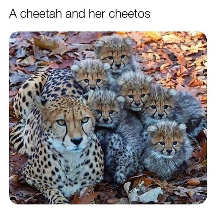 A cheetah and her cheetos
