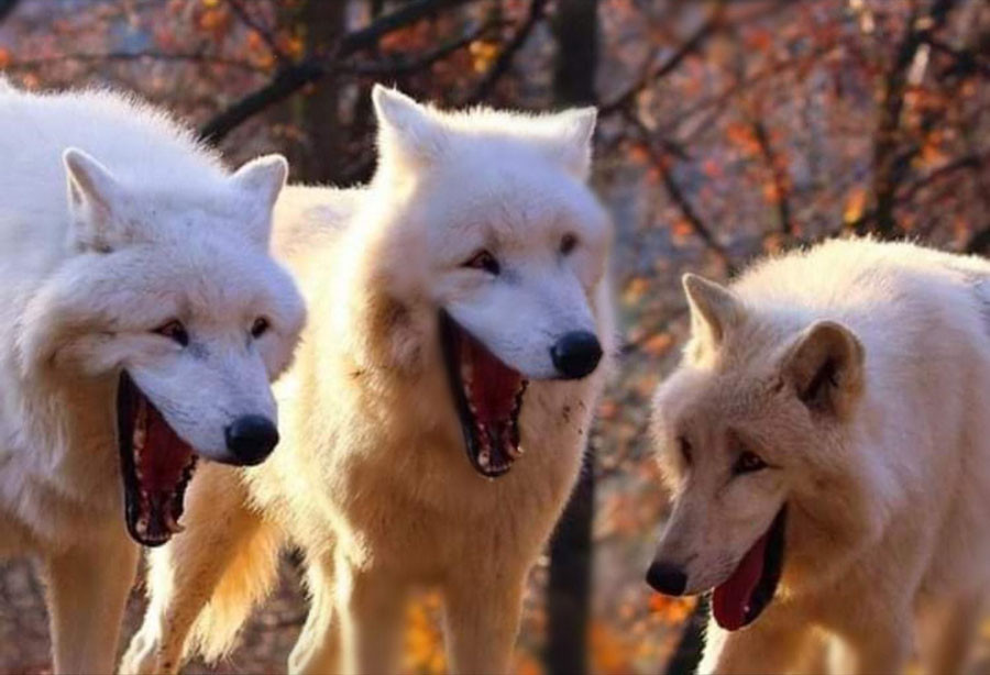 3 laughing wolves meme