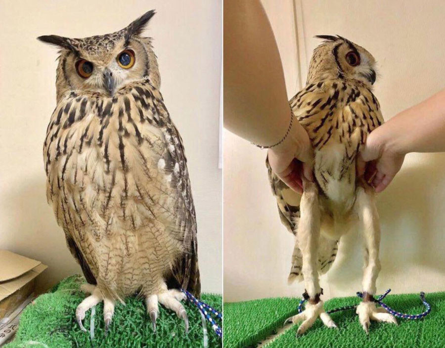 Owls have really long legs. They are just hidden.