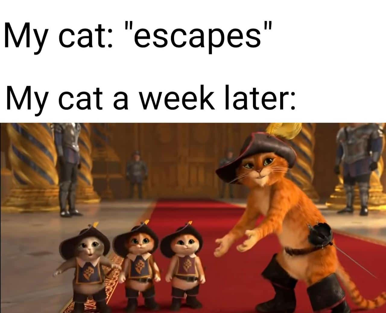 My cat escaping and a week later bringing back 3 babies meme