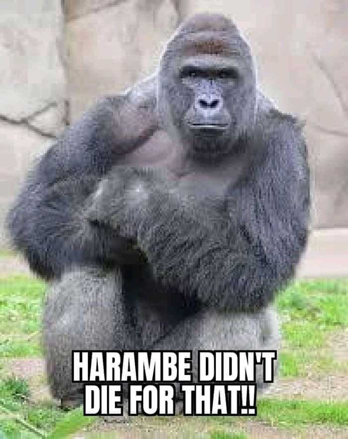 Harambe didn't die for that