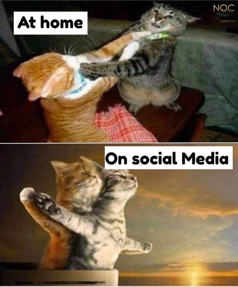 Couple fighting at home vs romantic on social media cat meme