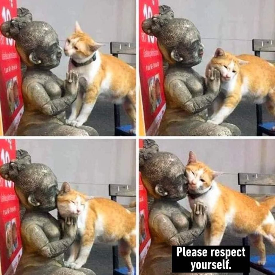 Please respect yourself - Cat cuddle a praying statue