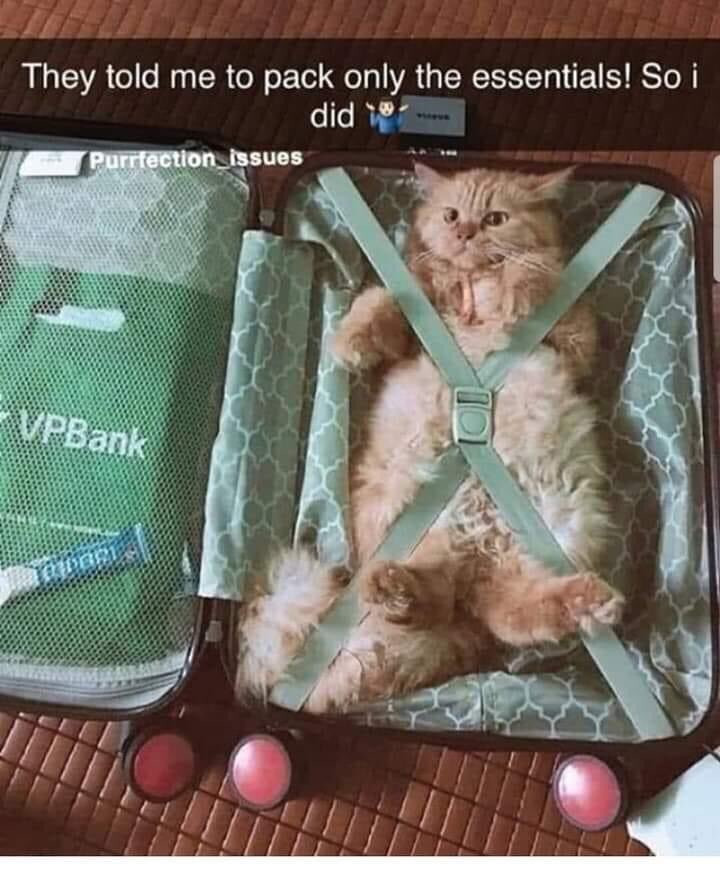 They told me to pack only the essentials. So I packed my cat.
