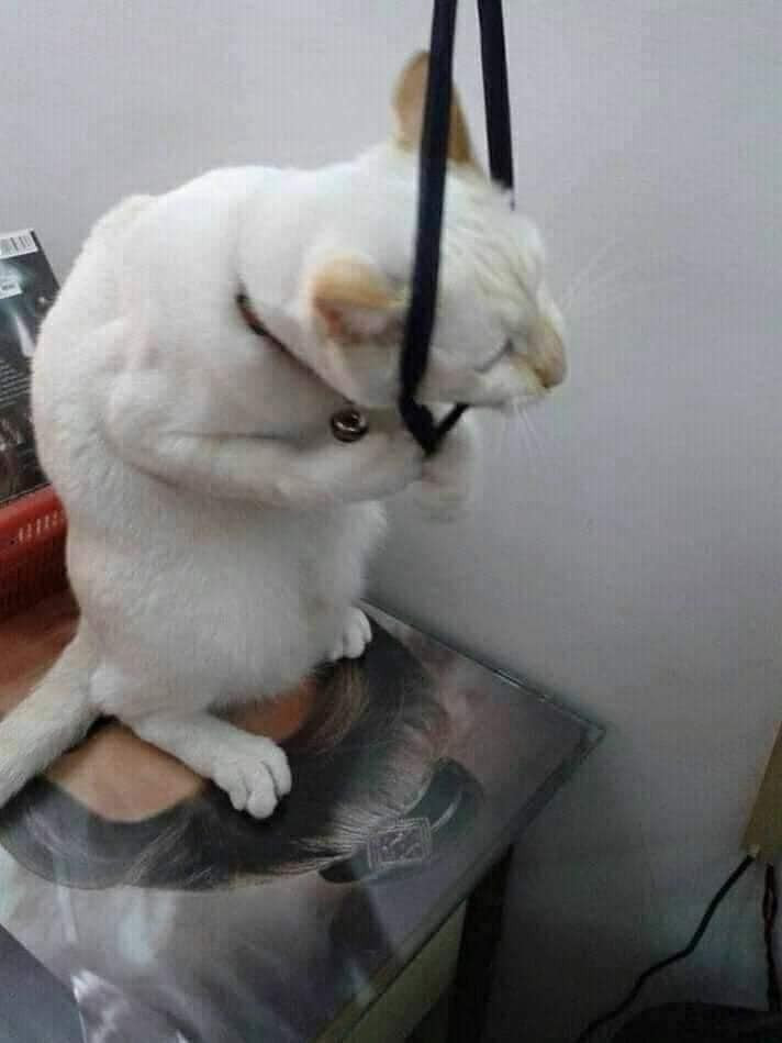 White cat going to hang itself on rope