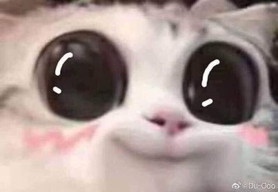 Cute cat face with so big eyes meme