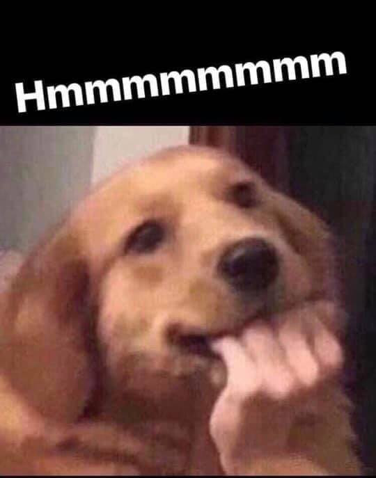 Hmmm dog biting his human fingers meme