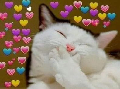 Cute cat smiling with a lot of heart emojis meme
