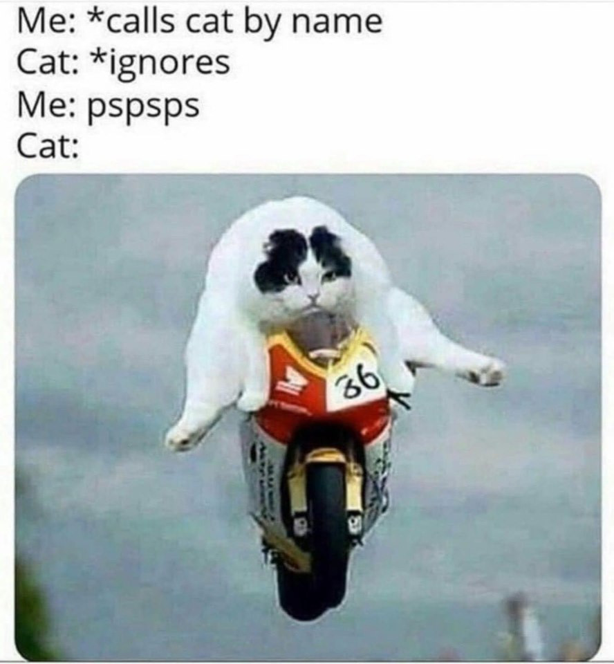 Me calling cat pspsps meme - cat riding a bike