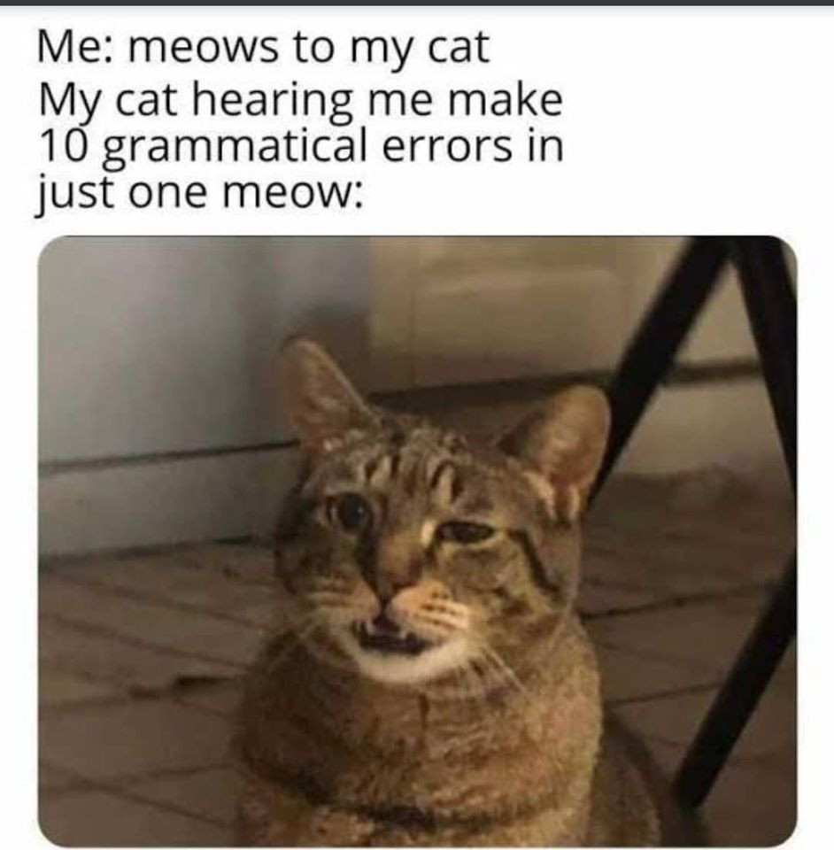 My cat hearing me make 10 grammatical errors in just one meow