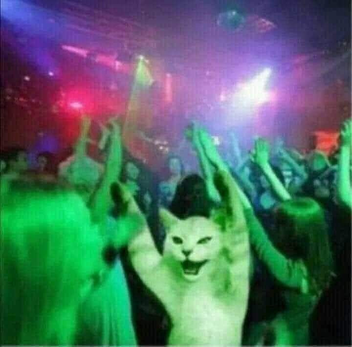 Cat partying at pub meme