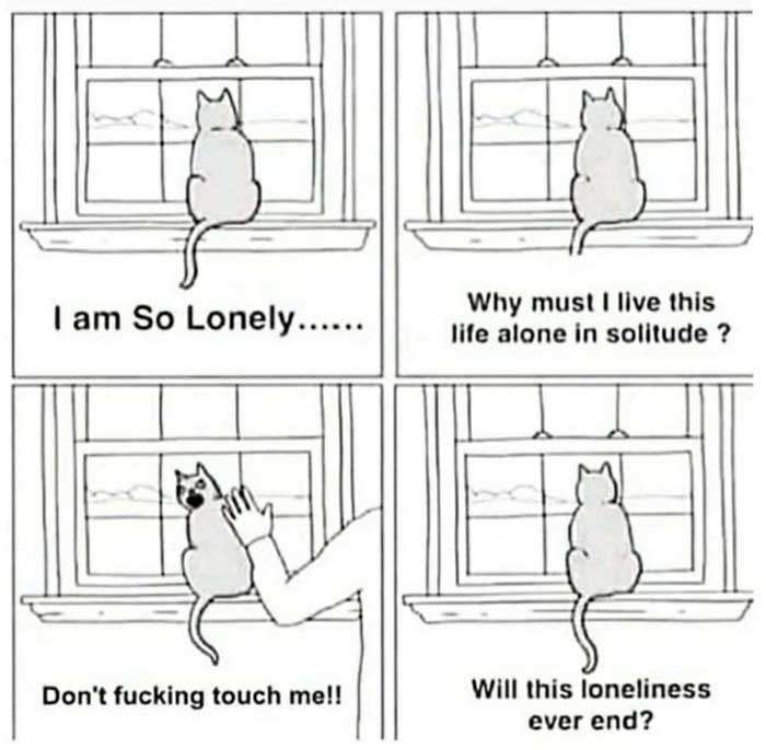 Lonely cat: "Don't fucking touch me" meme