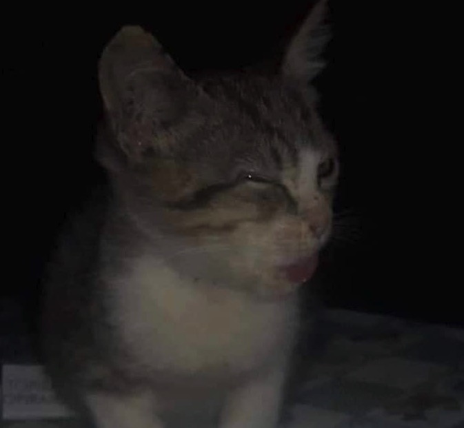 Cat looks like Leonardo DiCaprio laughing and drinking meme