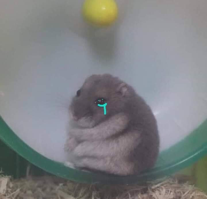 Fat hamster mouse crying meme