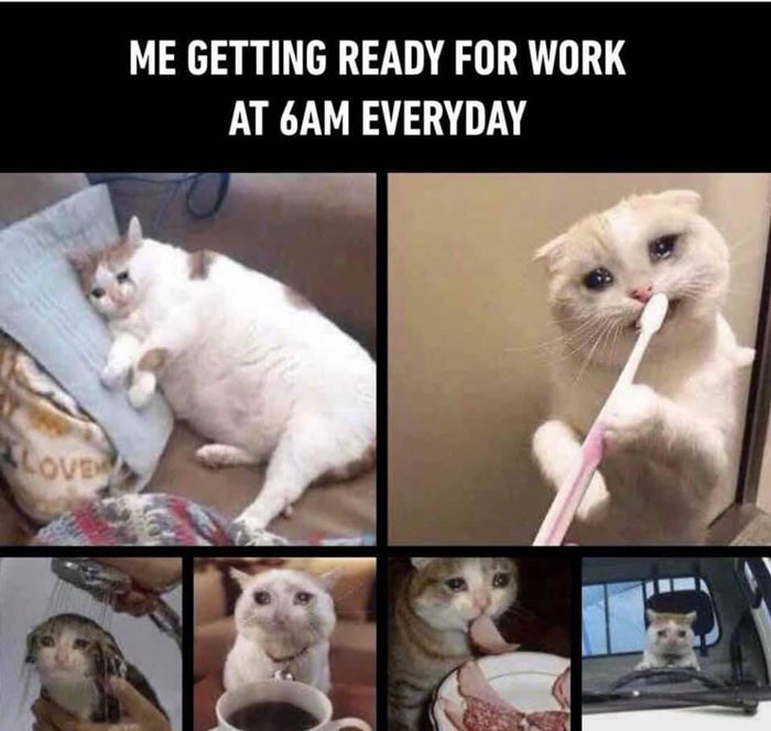 Me getting ready for work at 6AM everyday - Cat crying meme