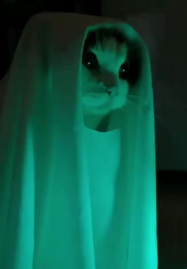 Ghost cat wearing white towel meme