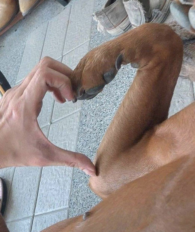 Human hand and dog leg creating a heart shape meme