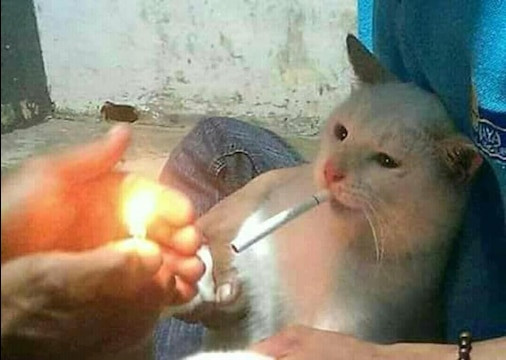 Man lighting cigarette for a cat meme