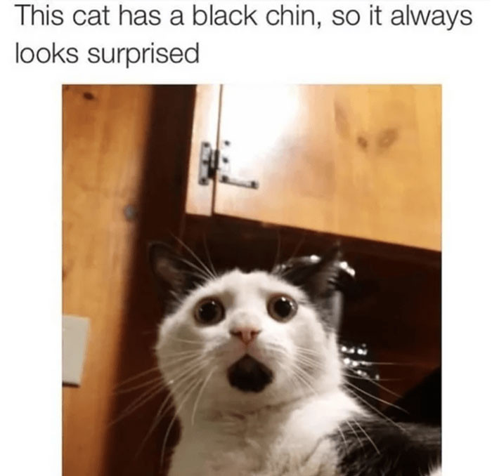This cat has a black chin, so it always looks surprised meme