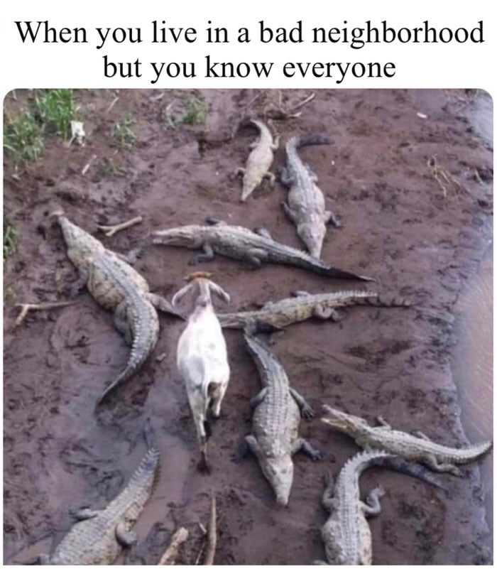 When you live in a bad neighborhood but you know everyone - goat walking among crocodiles meme