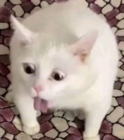 White cat vomiting meme