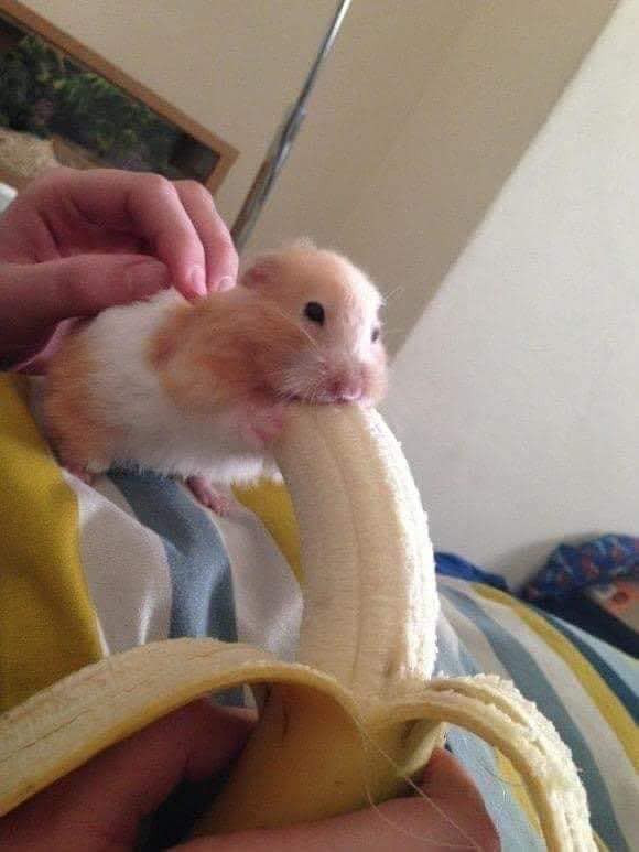 Hamster mouse eating big banana meme