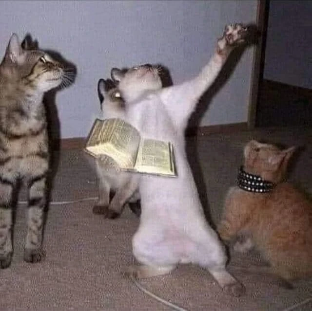 Holy cat holding The Bible with many cats around meme